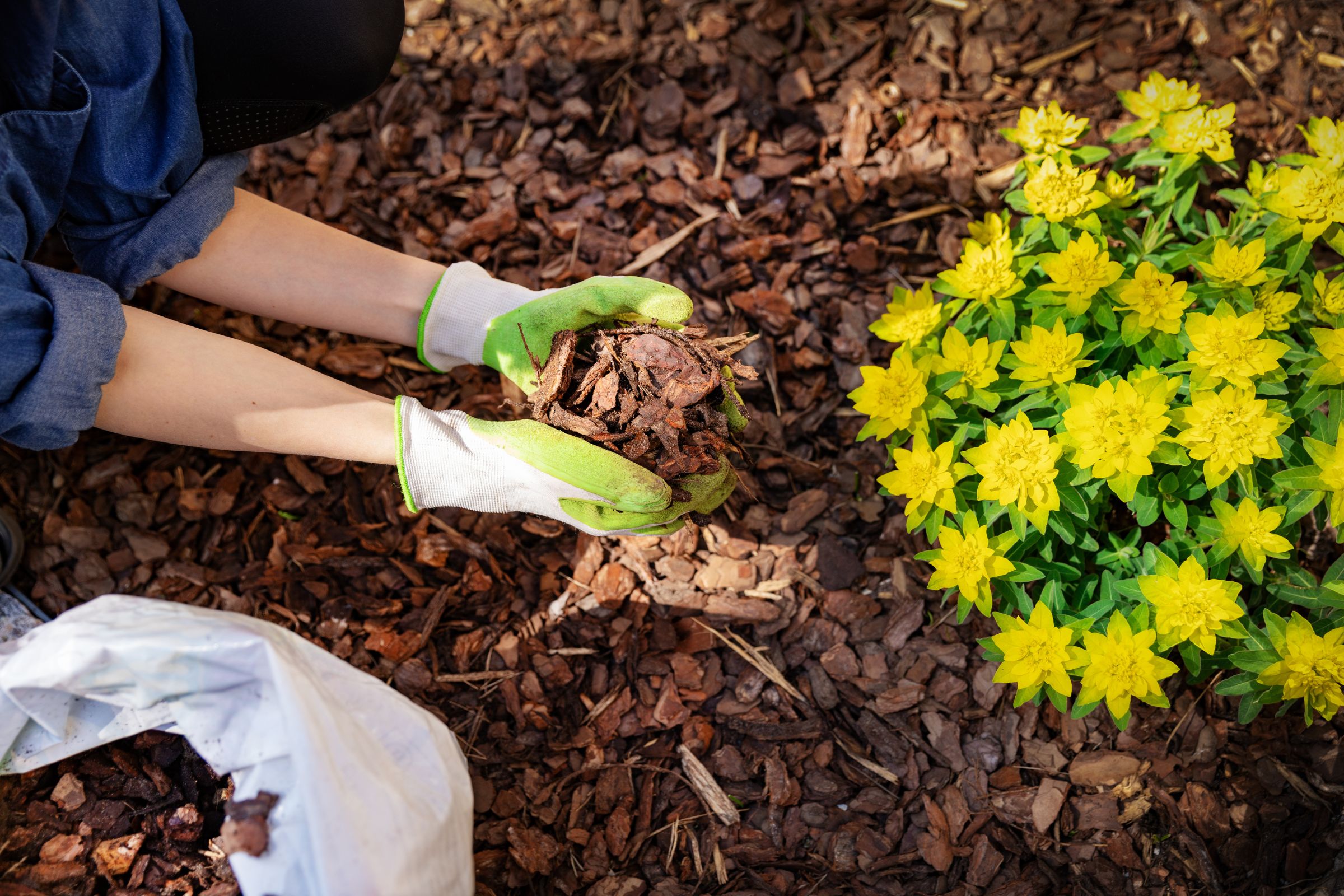Two Services That Will Make Your Yard Look Amazing: Mulch, Edging