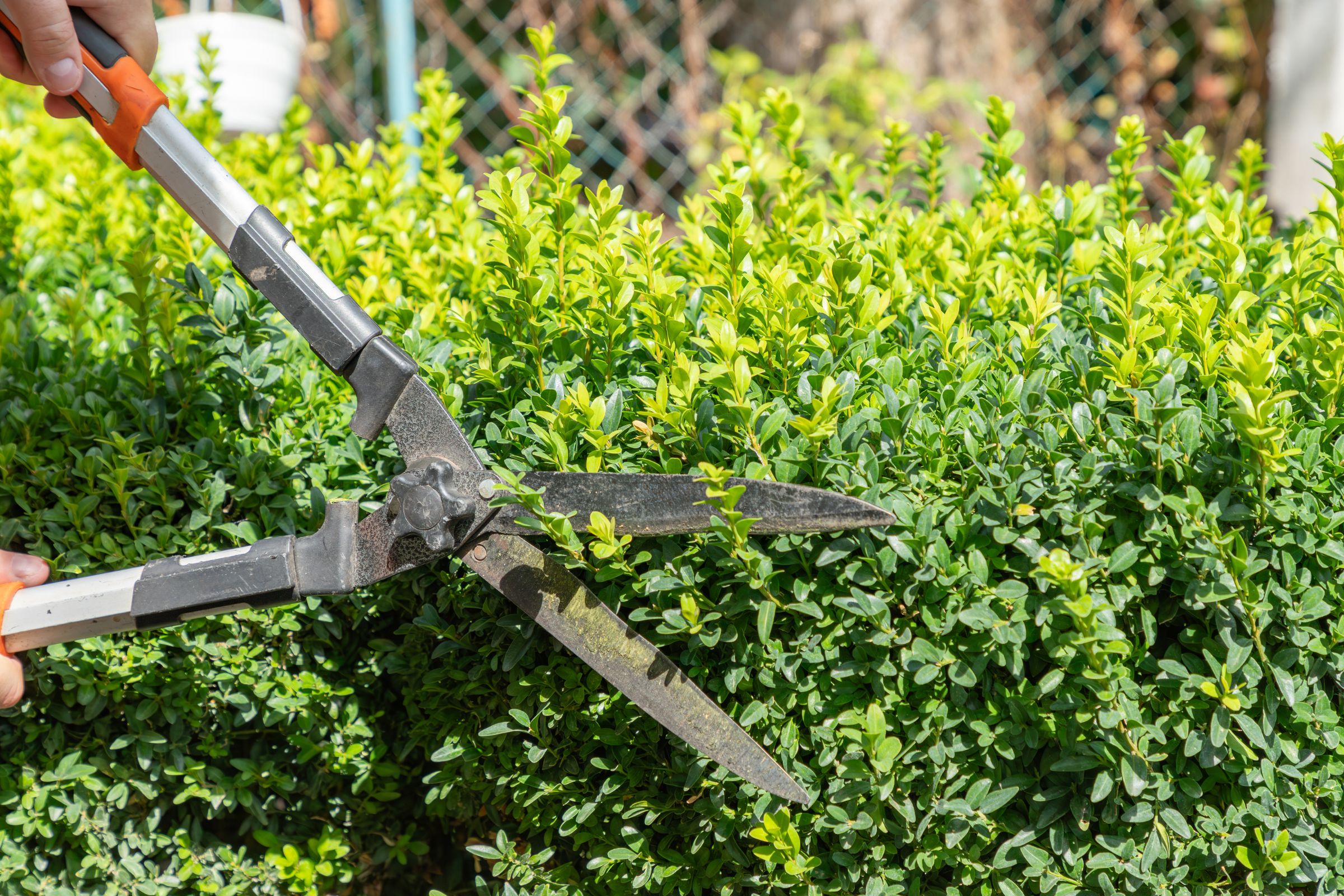 Pruning Now Leads to Spring Blooming