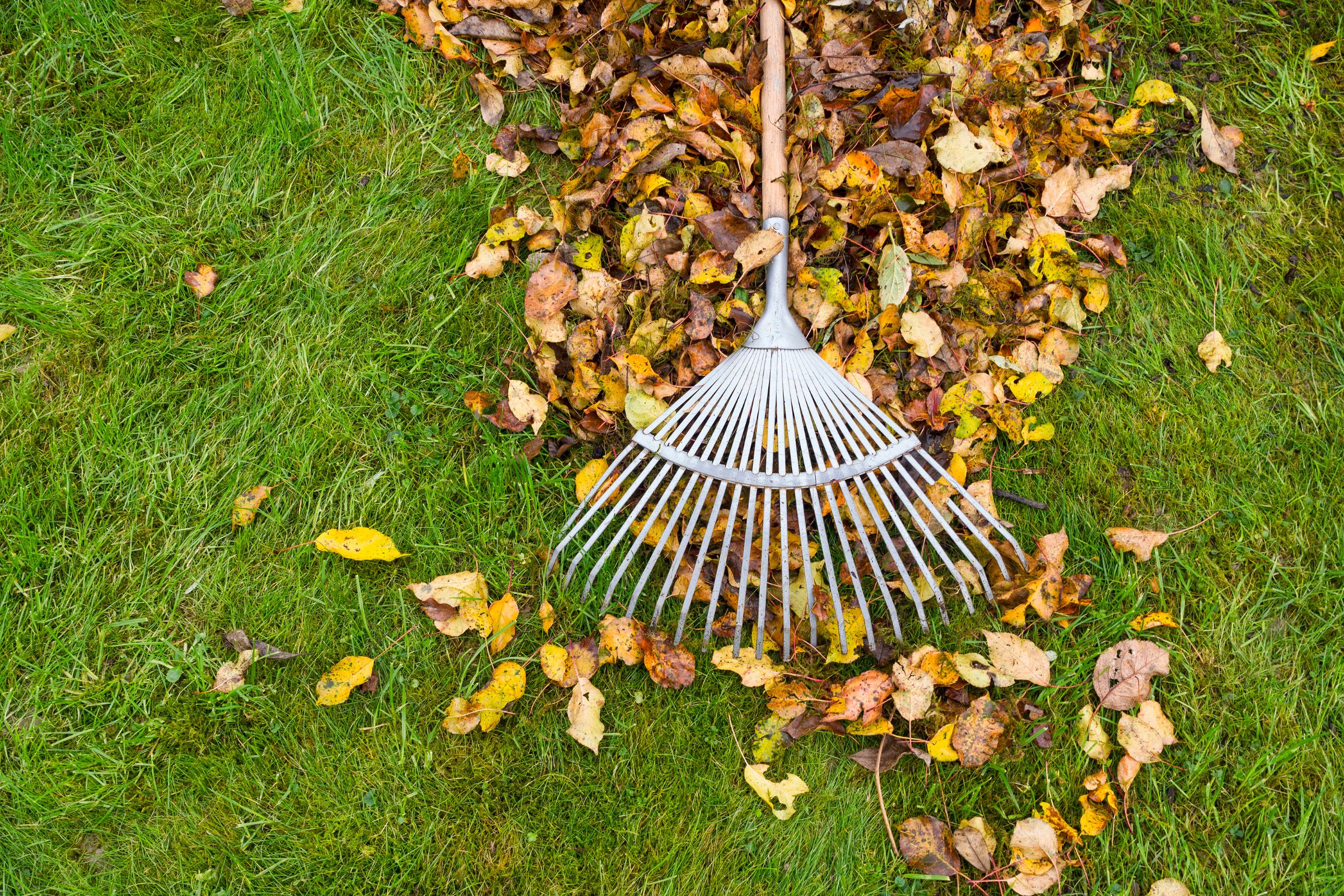 Fall & Spring Cleanup Checklist for Coastal Lawns