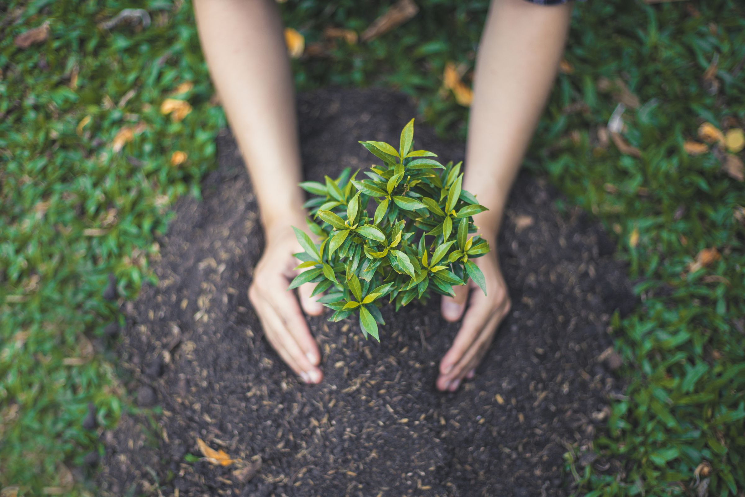 Brewster Lawn Care: Fall Plantings for a Vibrant Spring