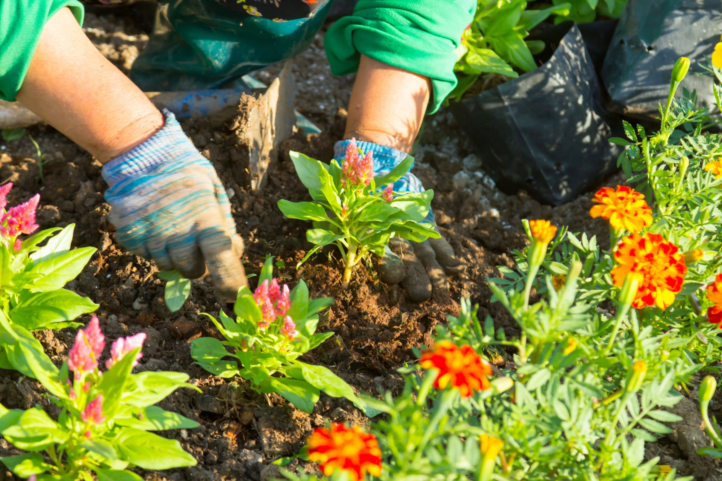 Gardening Tips Every Mashpee Homeowner Should Know