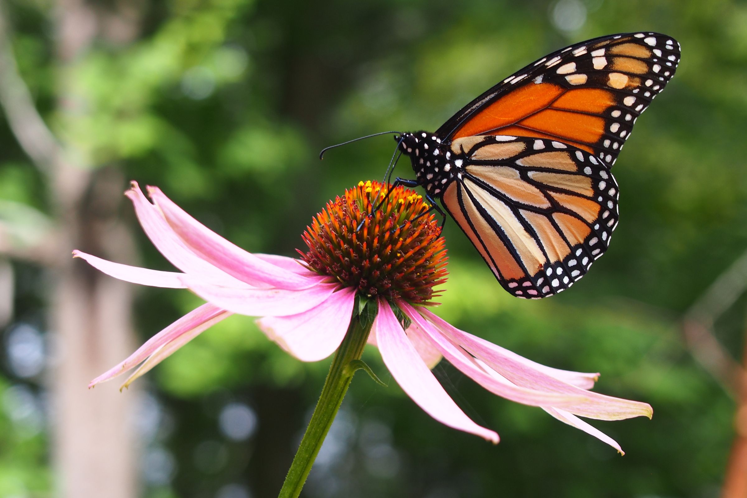Native Plants That Thrive in Chatham Gardens