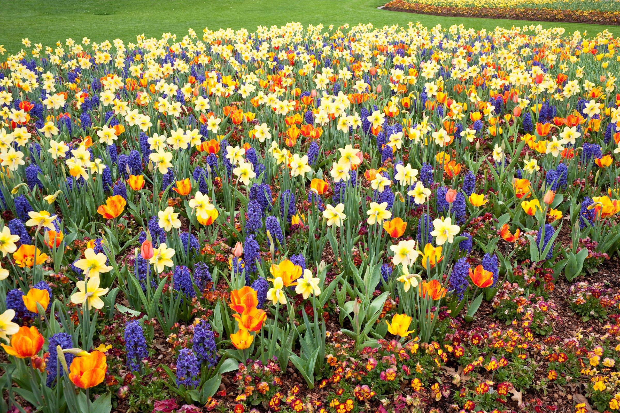 Best Fall Bulbs to Plant in Mashpee for Vibrant Spring Gardens