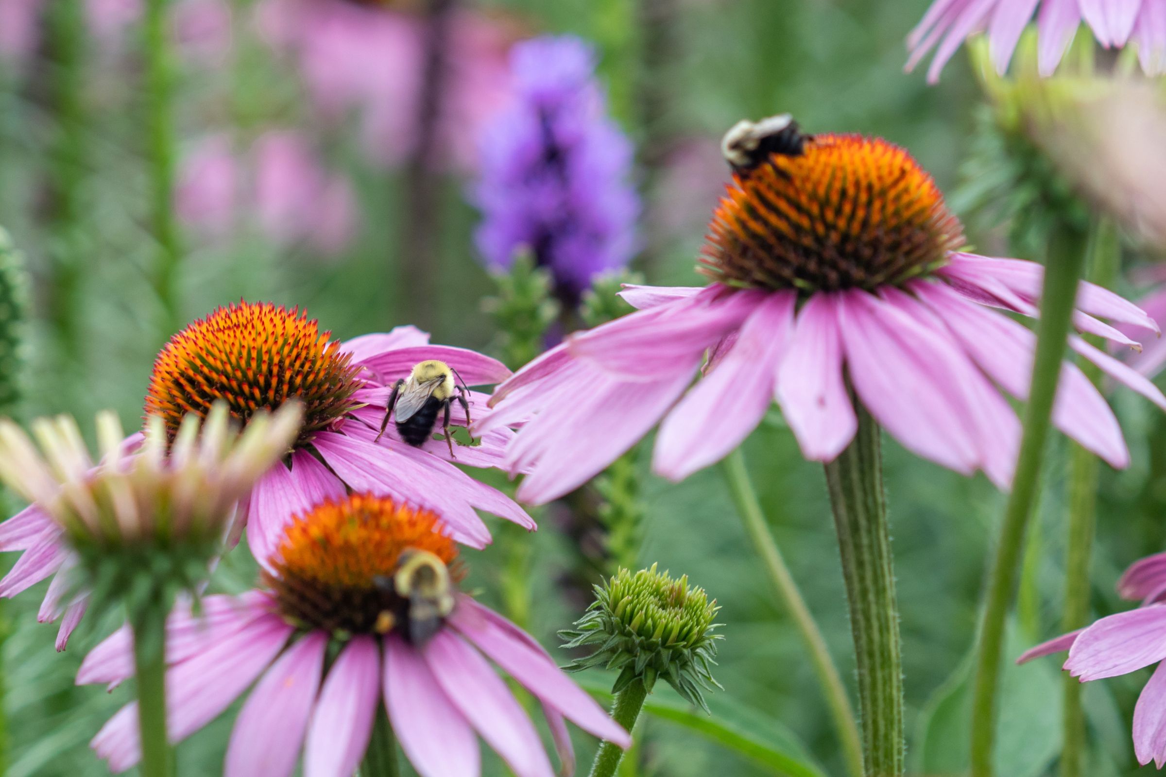 Pollinator-Friendly Garden Ideas for Early Fall in Chatham