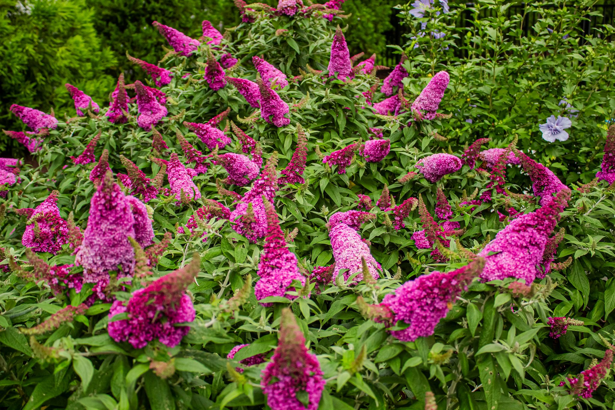 Best Perennials for Cape Cod’s Coastal Climate