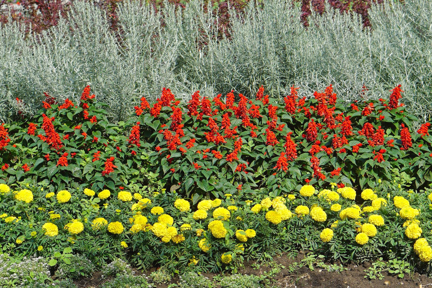 Coastal Garden Maintenance in Cape Cod, MA: How to Protect Plants from Salt and Wind
